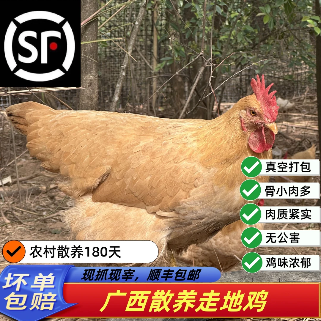 180天以上广西散养走地鸡三黄鸡抱窝鸡现抓现宰顺丰空运冰鲜鸡