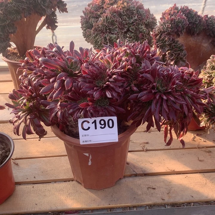 曾***往190孔雀缀多肉法师