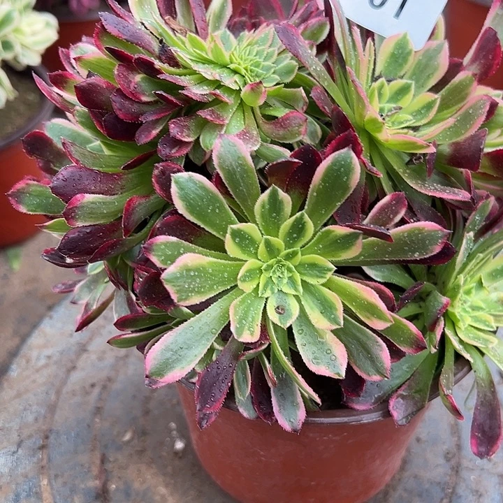 301号朝霞坠化法师多肉