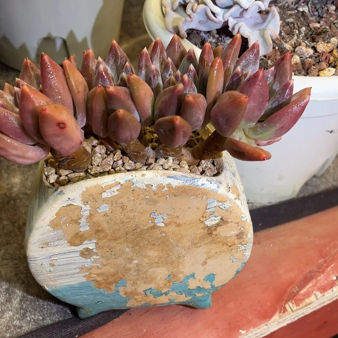 多肉植物一物一拍