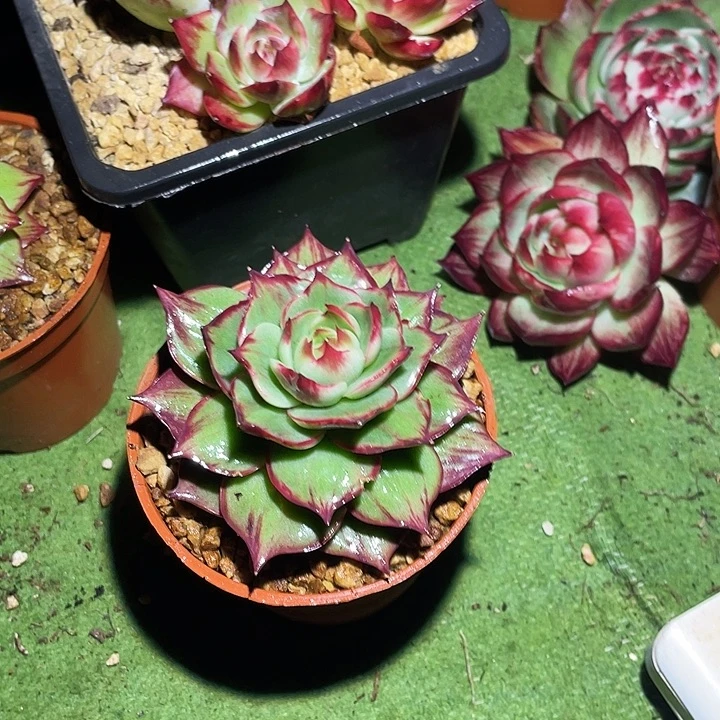 *****惊鸿仙子多肉植物120