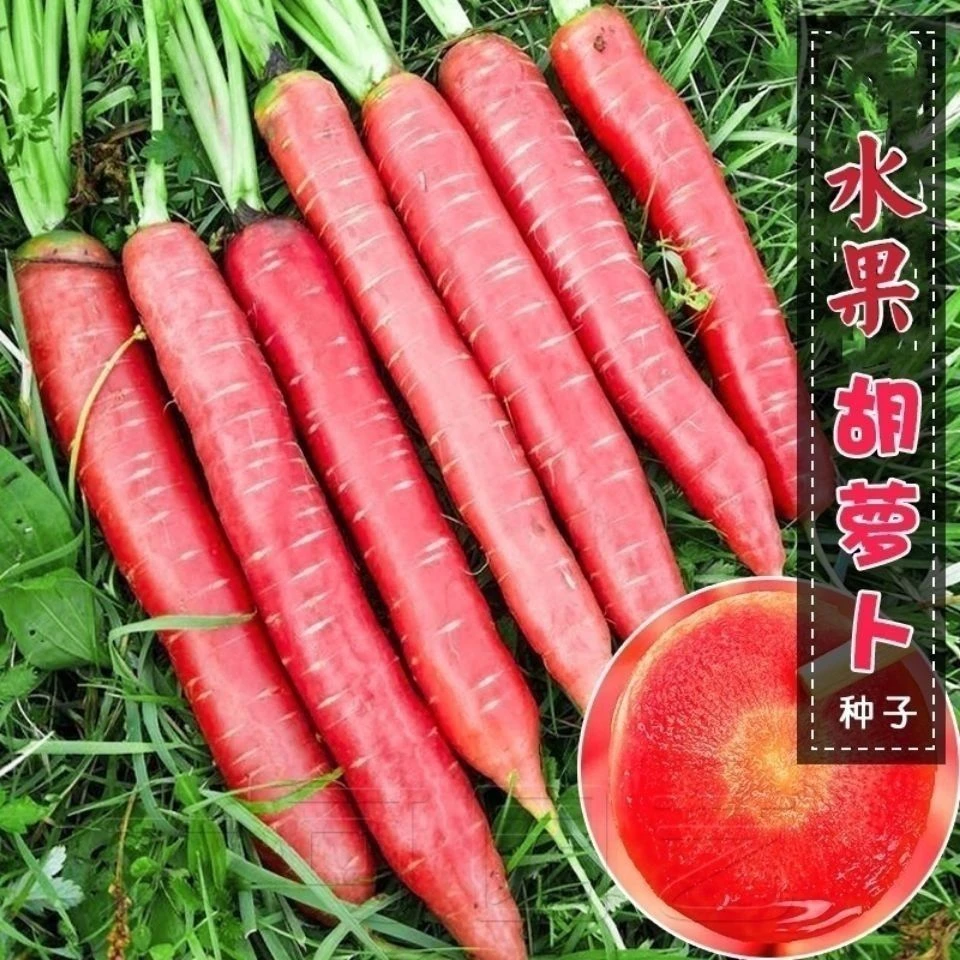 水果冰糖脆胡萝卜种子四季玫瑰红红萝卜种籽甜脆红胡萝卜种子