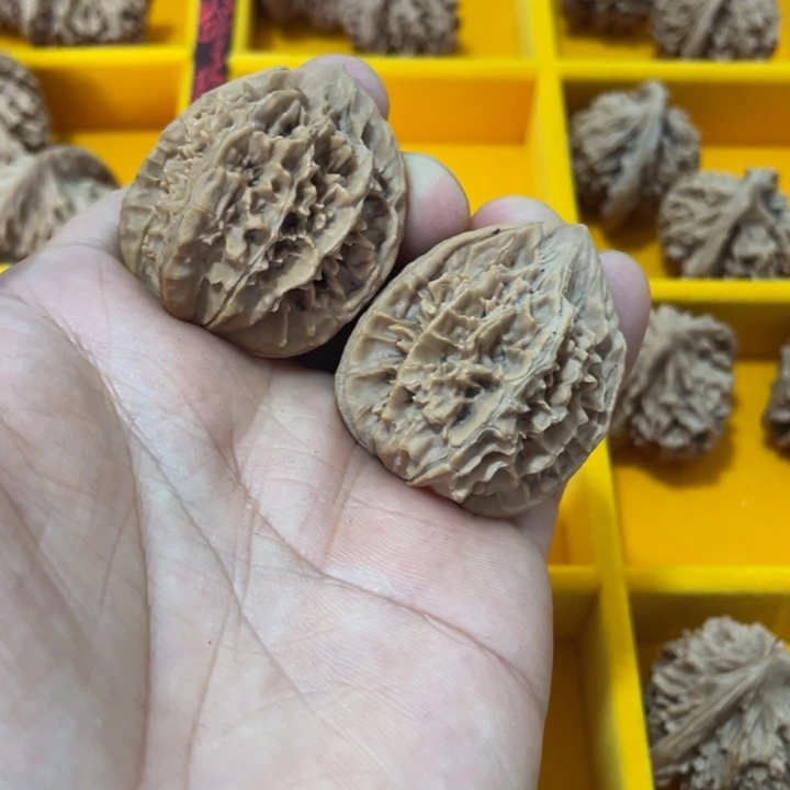 核桃其他秦岭核桃秦王子