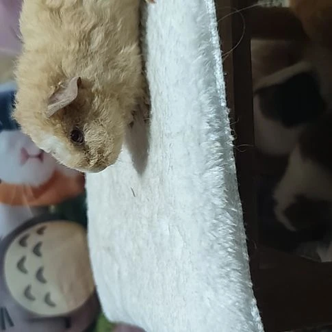 豚鼠黄白美泰荷兰猪妹妹
