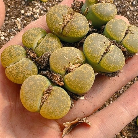 【闪购商品】25098