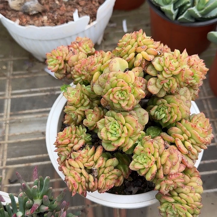 腊牡丹一物一拍的