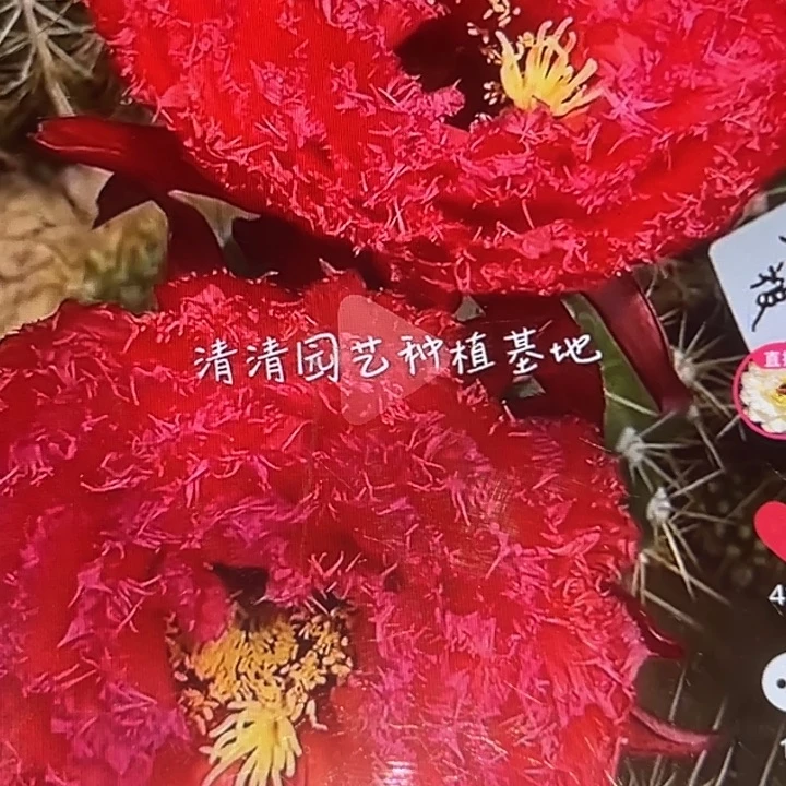 清清园艺侧牙瑕疵黑点
