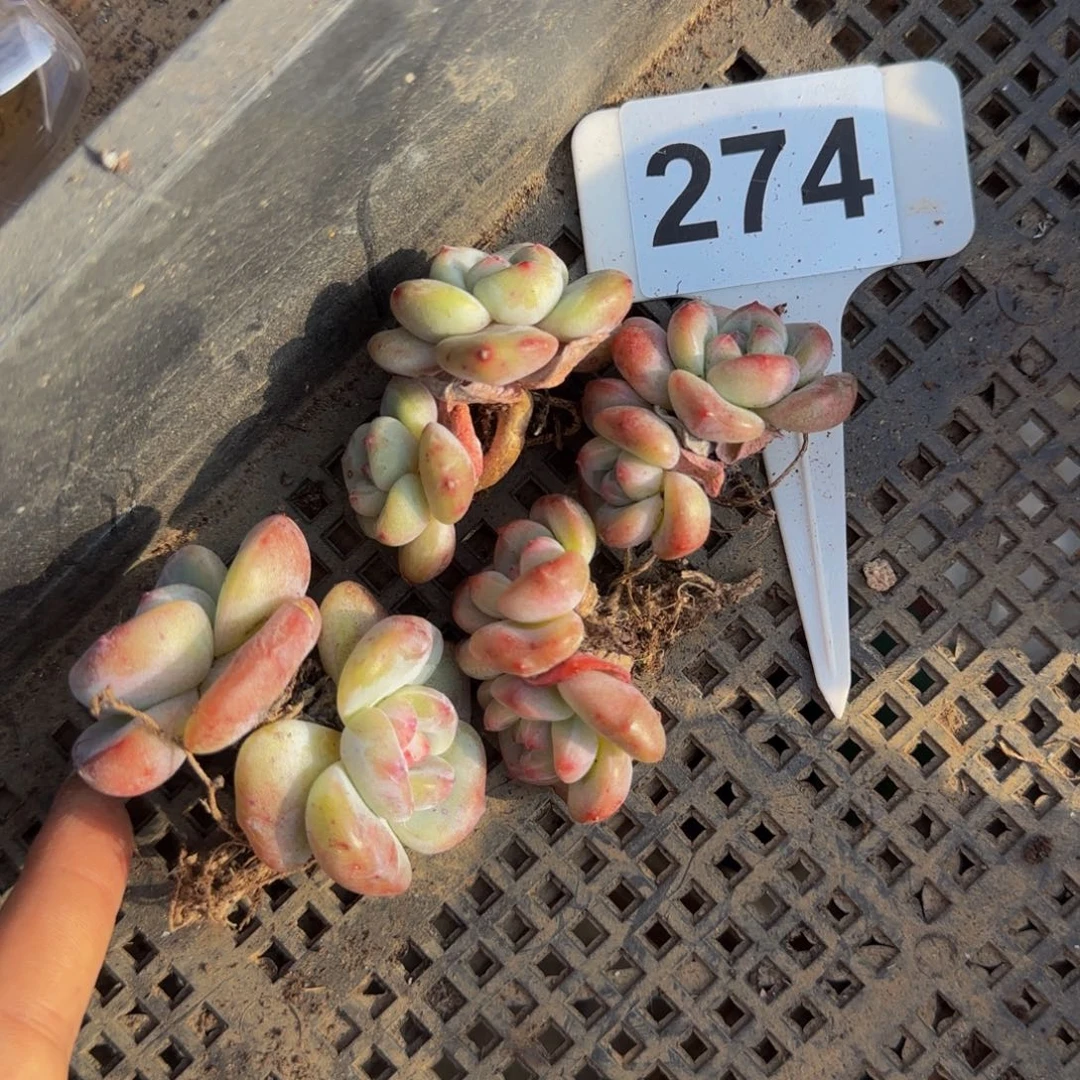274 号一物一拍特价福利
