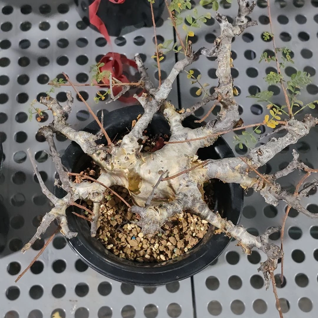 索马里羽叶没药熟桩