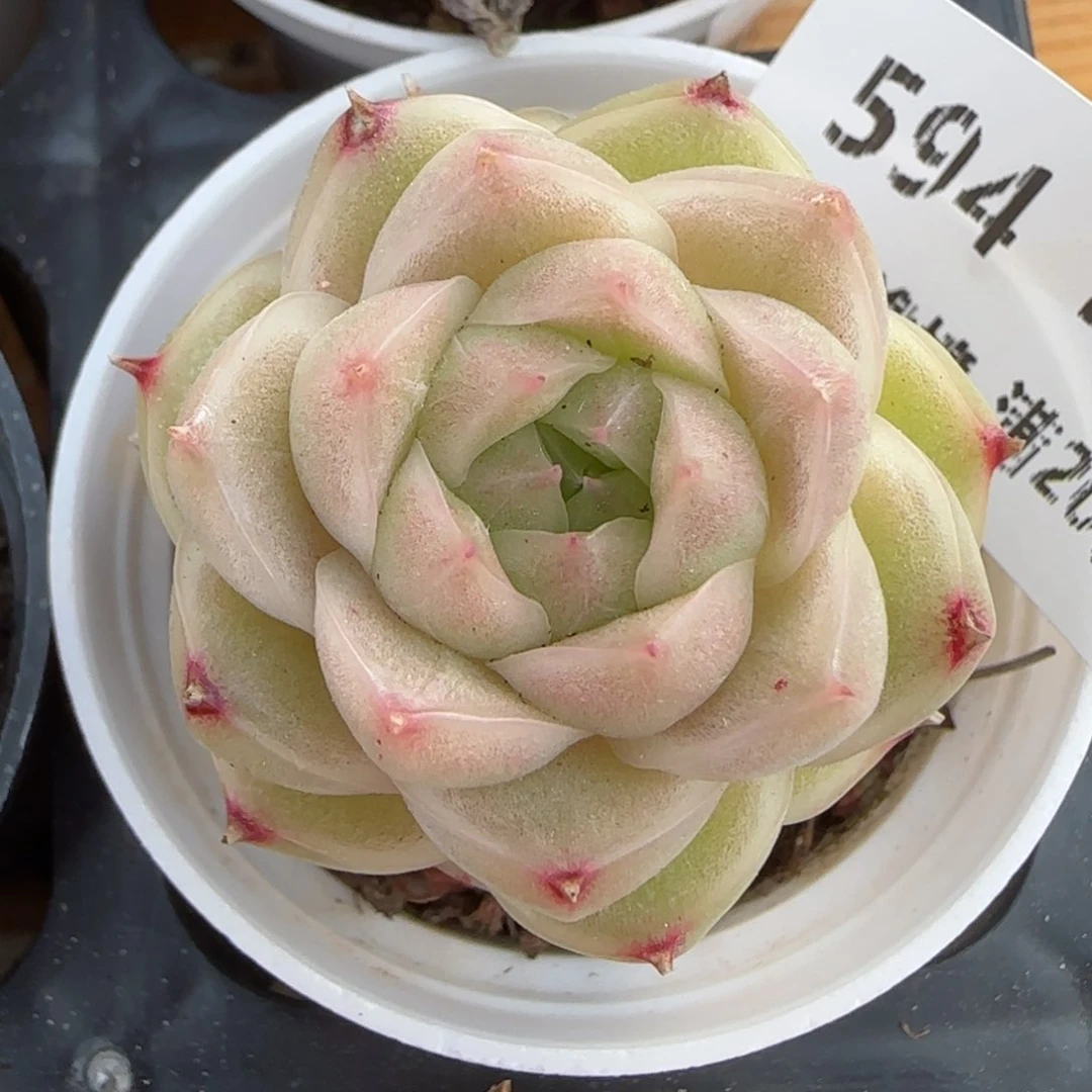 花语逸镜0213-594