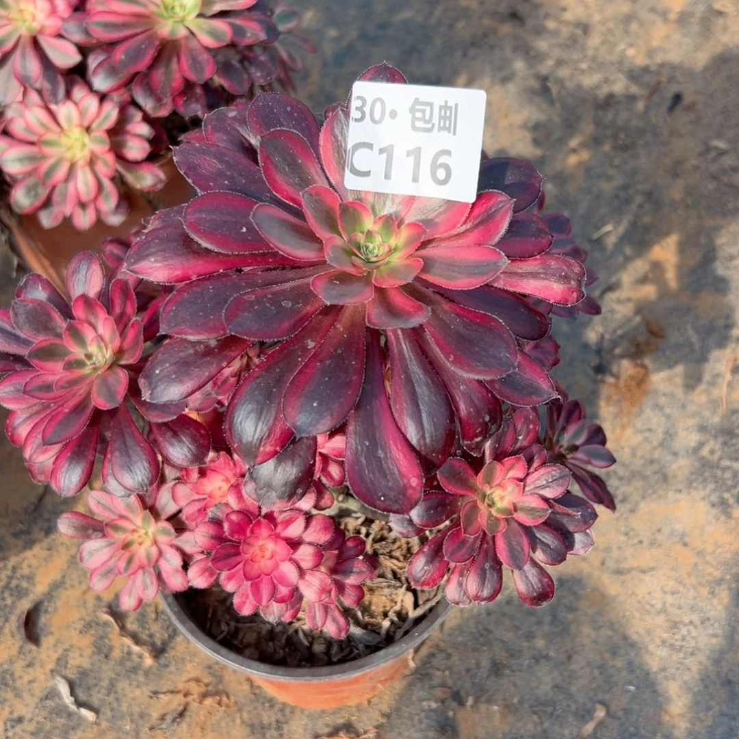 116 多肉法师香奈