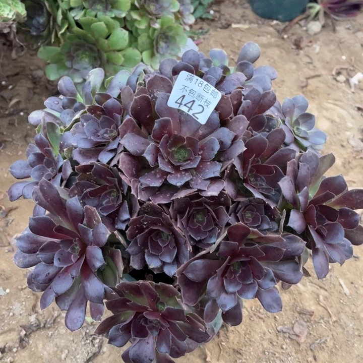 442荷兰玫瑰大手捧1