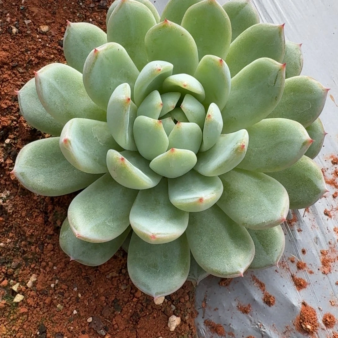 雪花珍妮大个一颗量拍发货