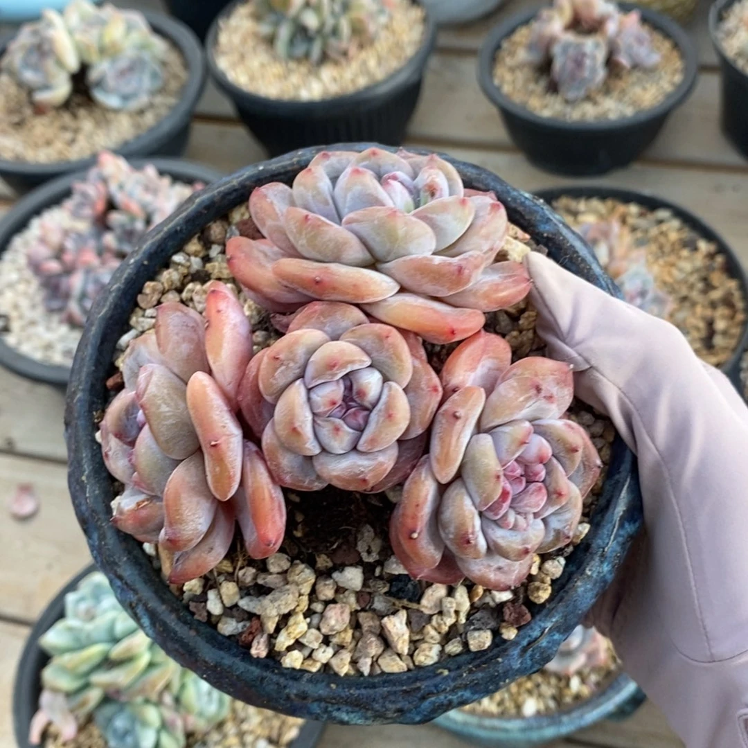 四头 短圆肥 模特