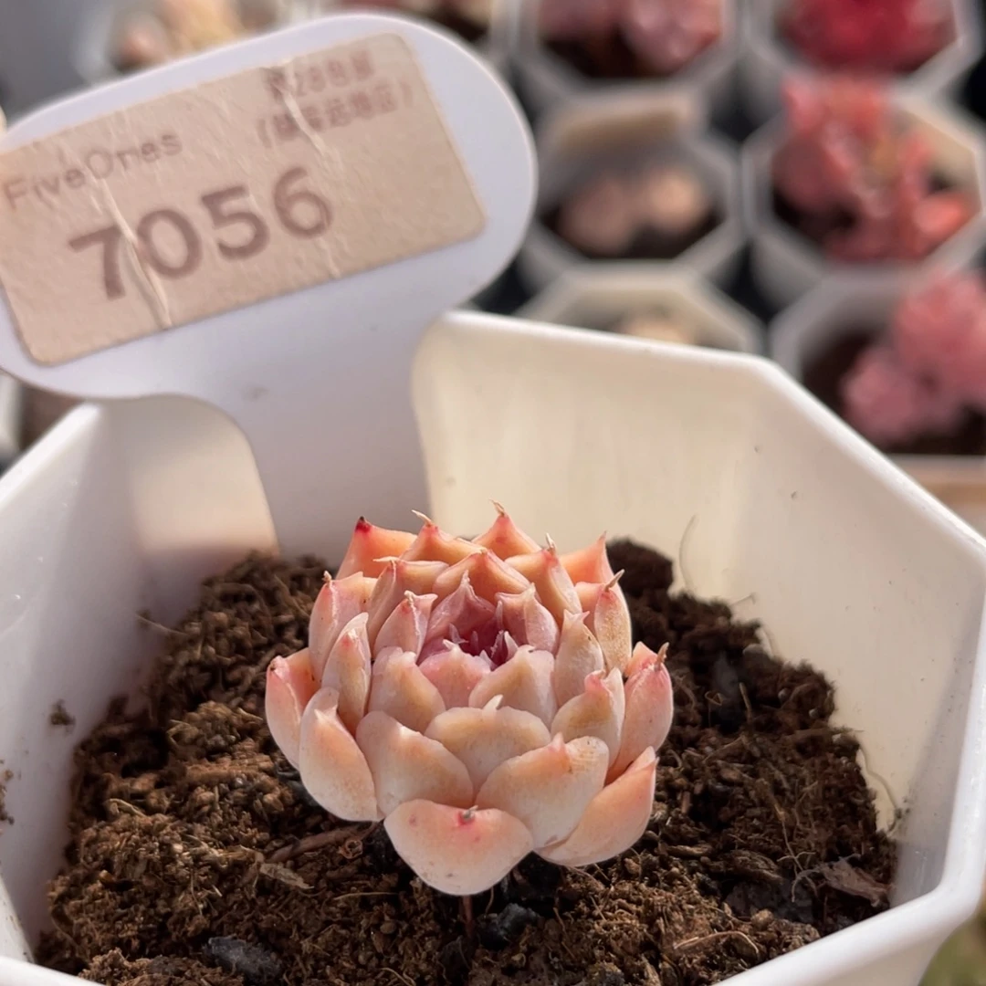 财路7056-2.5厘米