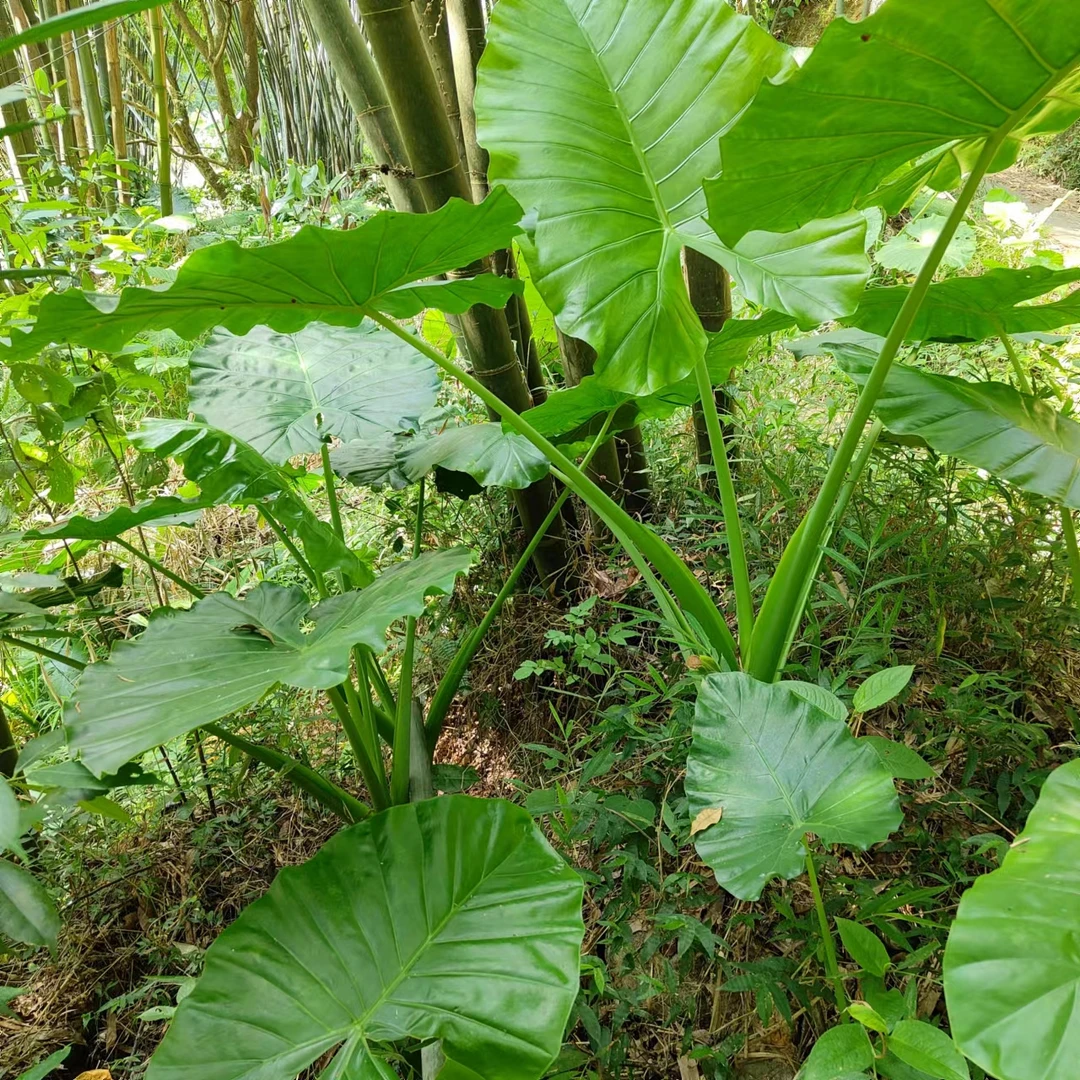 滴水观音大叶霸王芋庭院绿植水培四季常绿净化空气老桩植物吸甲醛