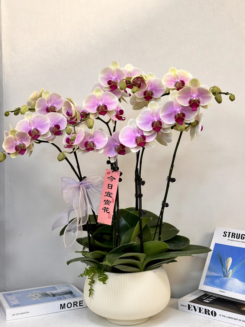 蝴蝶兰 【蒙娜丽莎】真花 秋冬耐寒花卉 四季开花 多样性发货