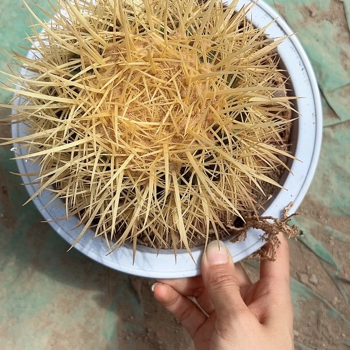 【***】恭喜发财。