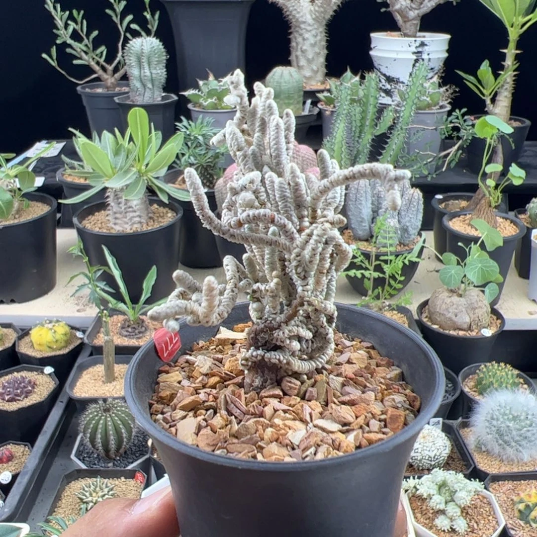 银蚕一物一拍带盆发