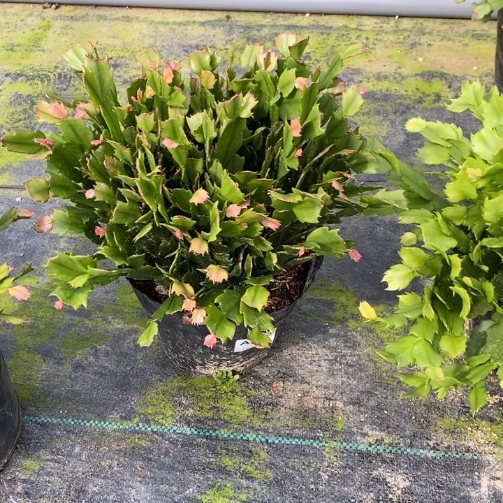 当前无花栽培后可以开花723自根黄索