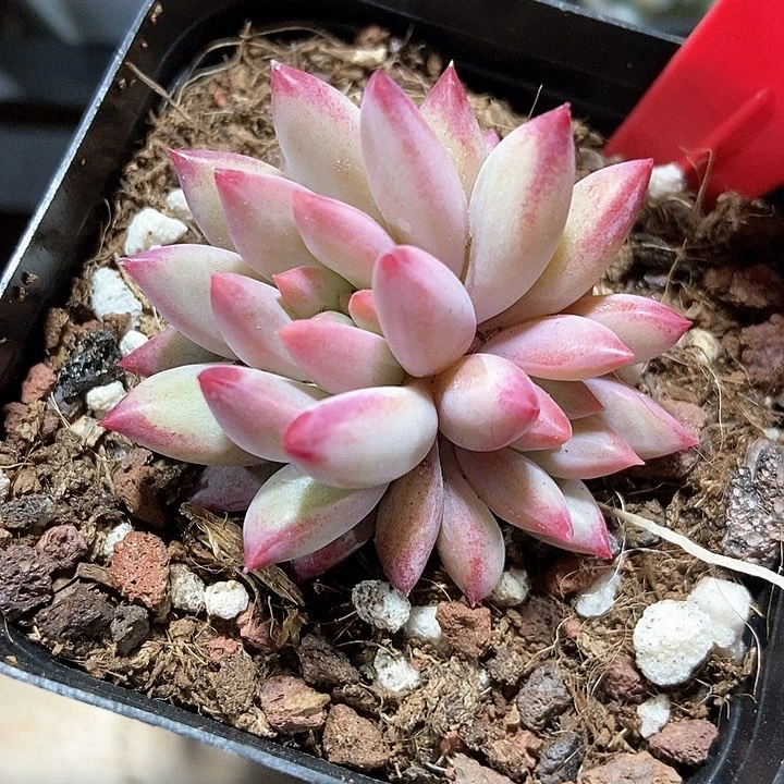 多肉植物虞美人979