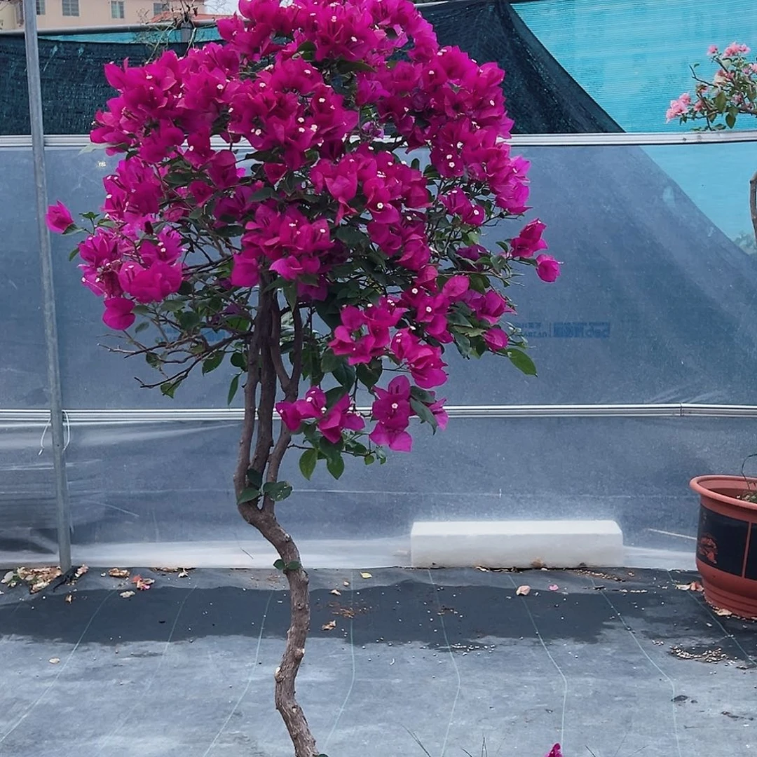 鑫***鑫大部分花苞少量开放H83黑玫瑰