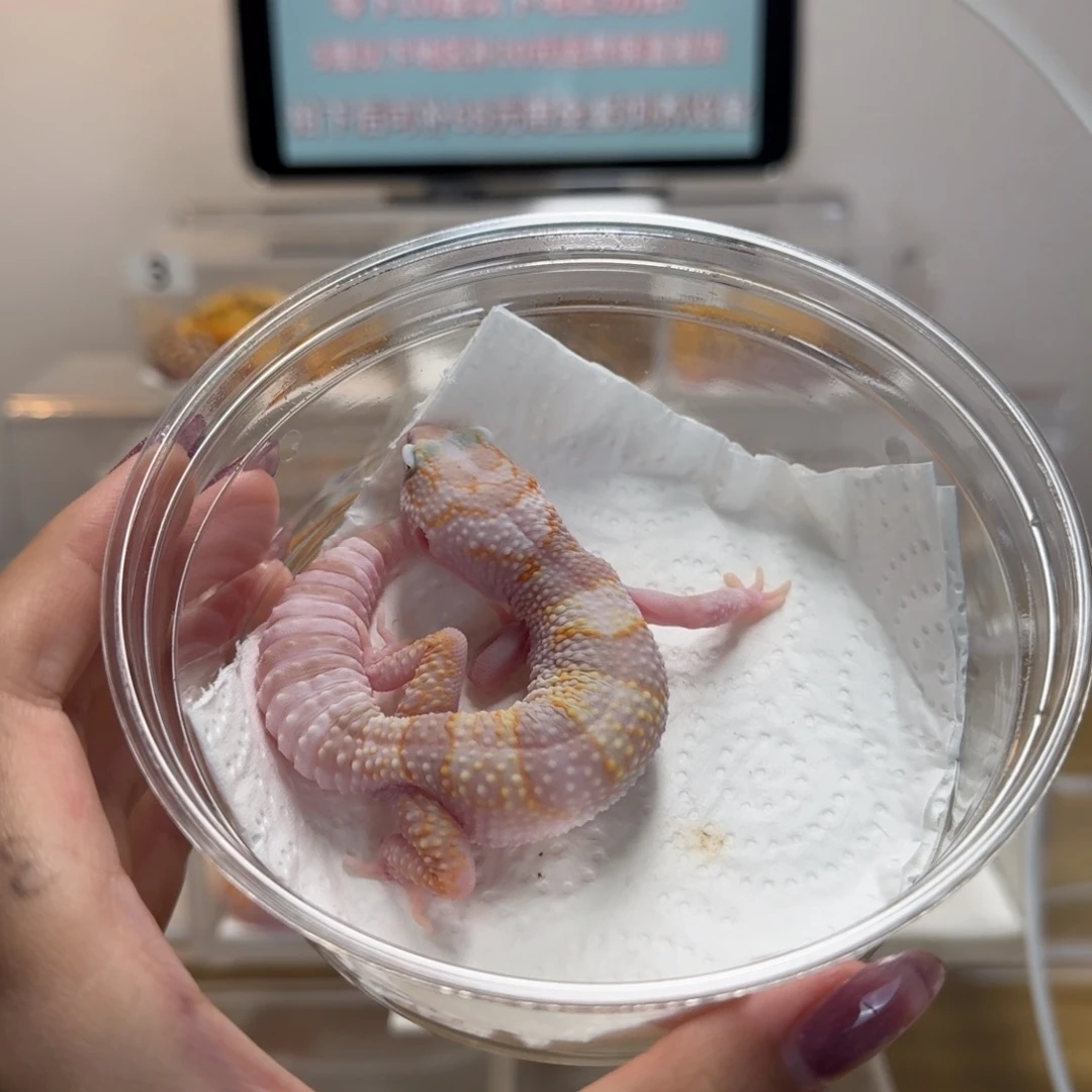 豹纹守宫白黄雪花蜡笔川普妹妹