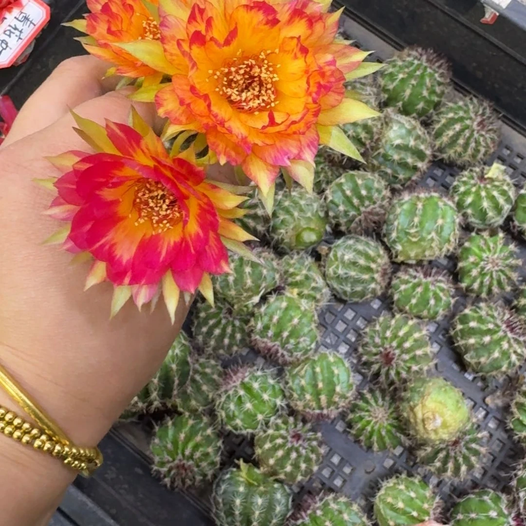 303丽花98歪无根侧牙3公分左右，20包邮