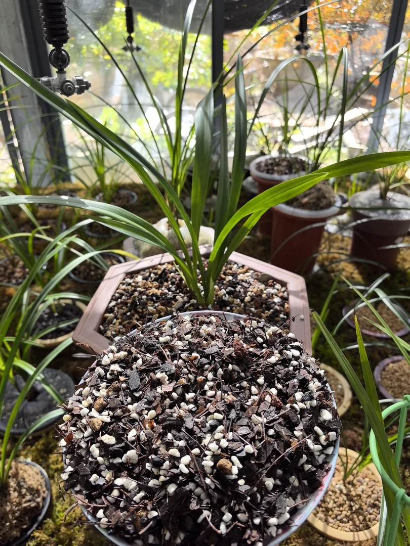 高山有机兰土精加工园艺盆栽土绿植栽培花卉土