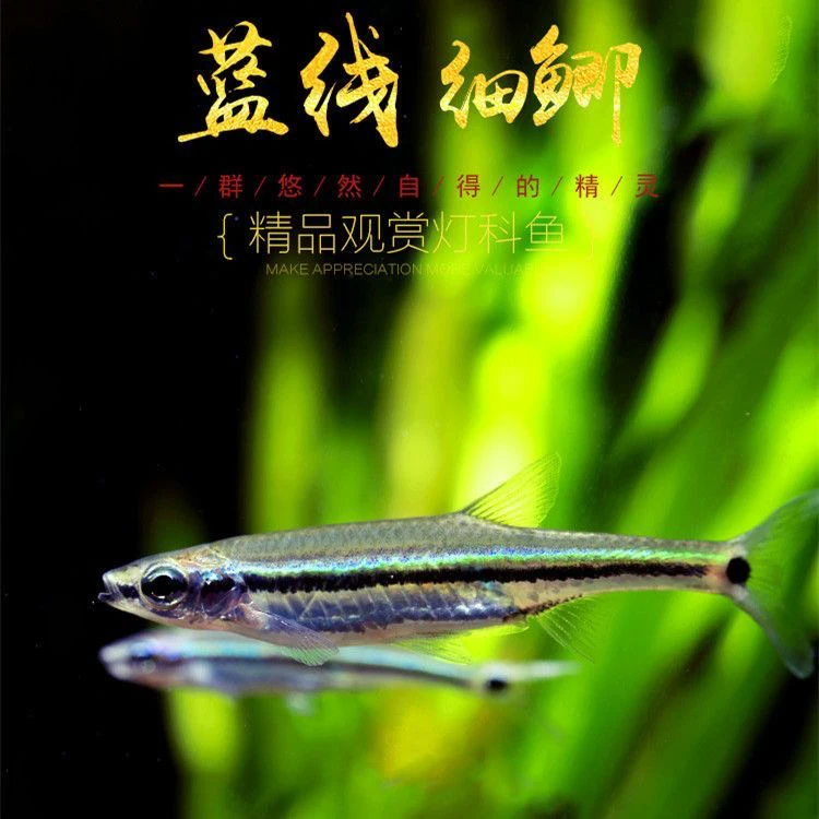 蓝线细鲫蓝林细鲫国产灯鱼原生观赏鱼冷水 灯科 细鲫鱼小型鱼群游