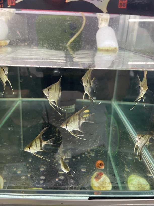 伊莎贝尔燕10条实拍