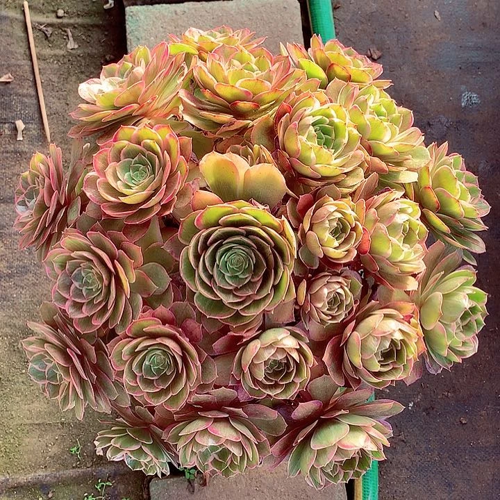 莲花座，多肉植物