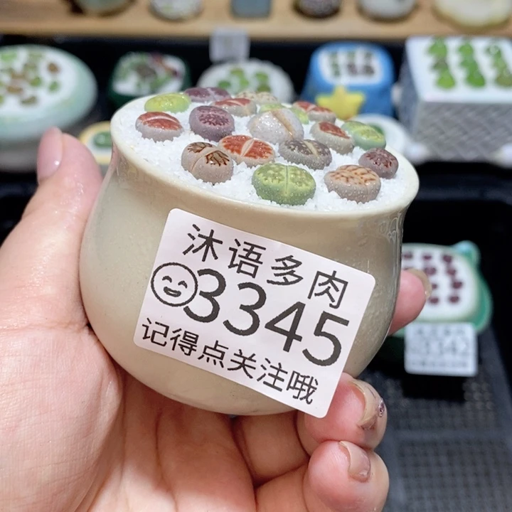 精美盆栽 一物一拍3345