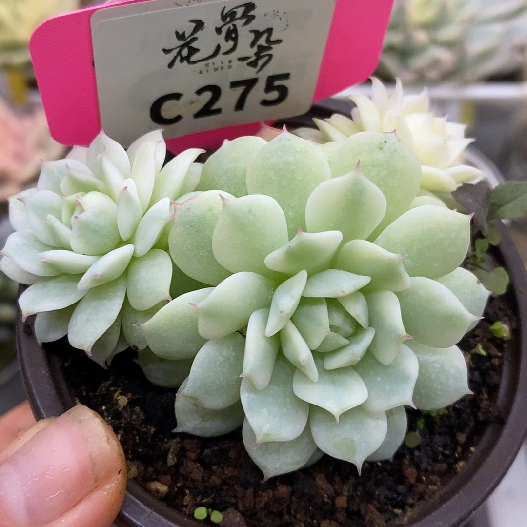 275静夜群生哈哈哈哈哈