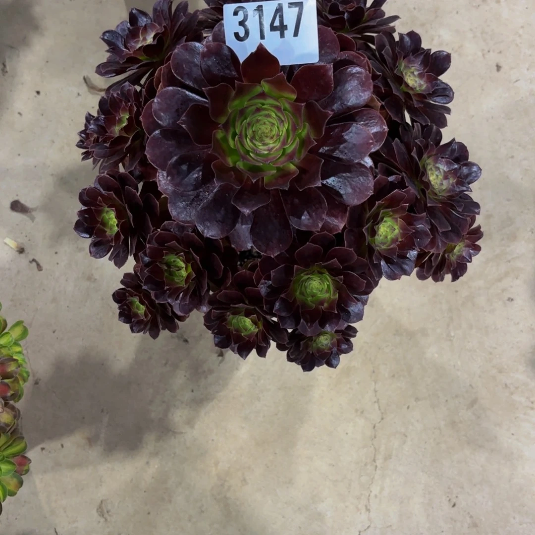 无花朵3147赤炎链111111111