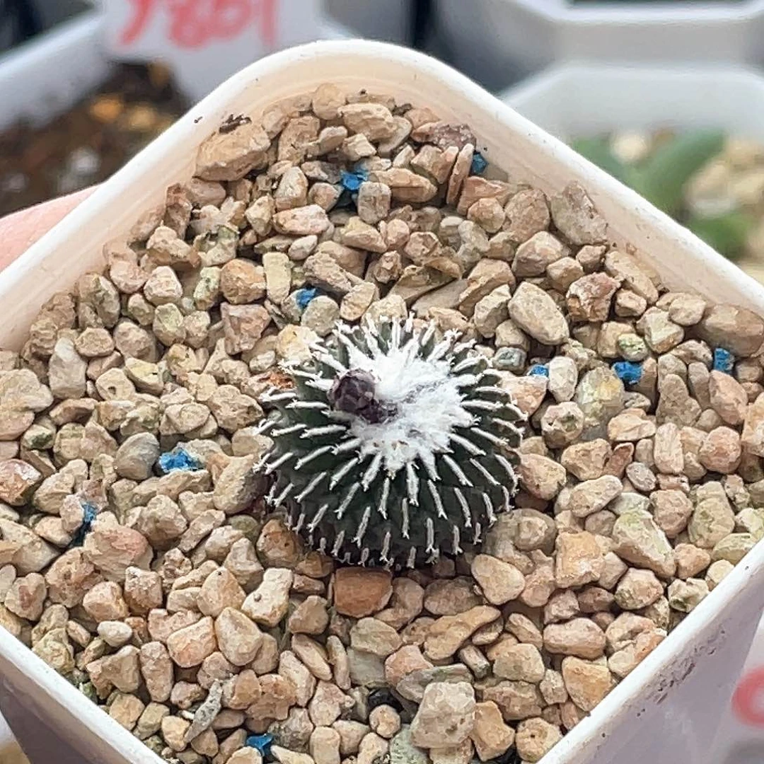 实生雪顶刺缀精巧殿仙人球 带花苞