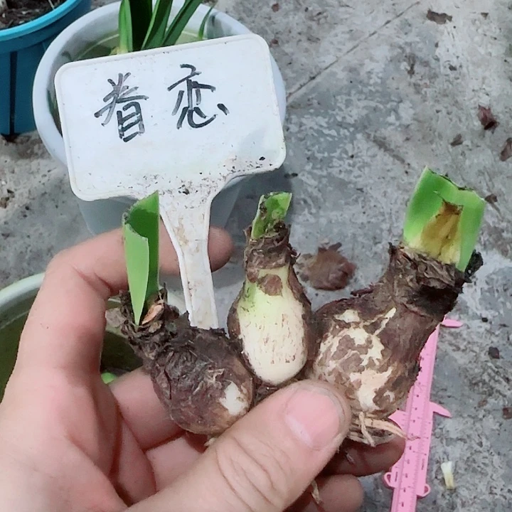 眷恋3胞胎，裸球发