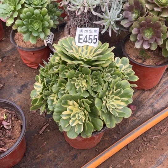 455辛尼亚不包断枝