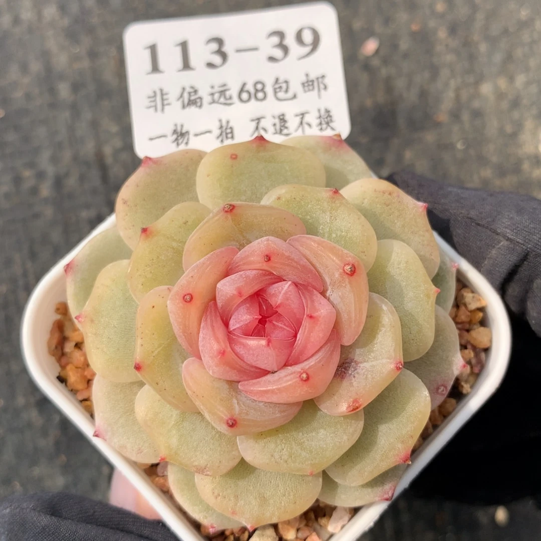 39。彩色恋人。5cm。