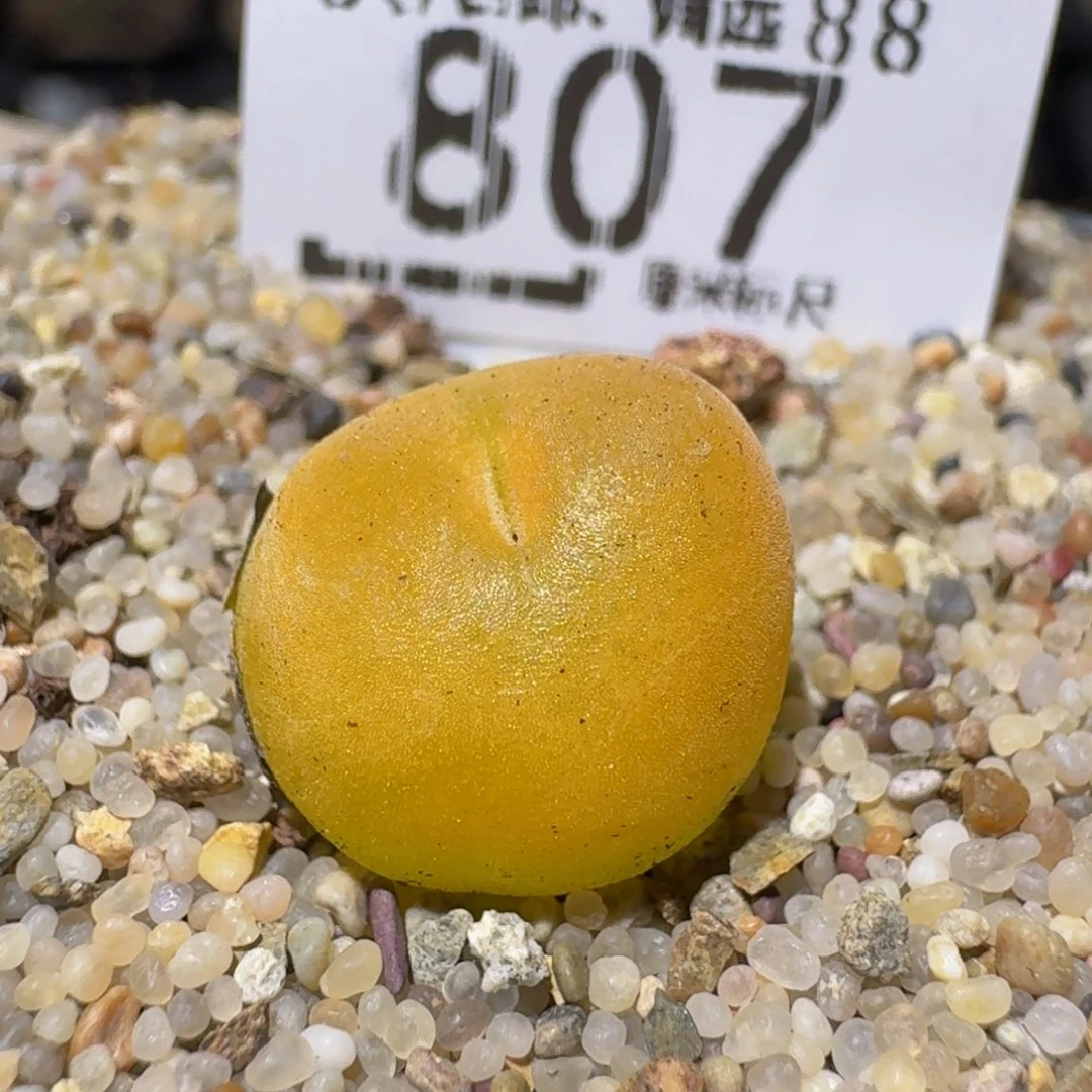 Zzzzz精品生石花807水蜜桃