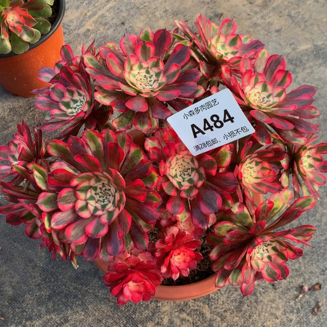 红彤白丛林4840000000