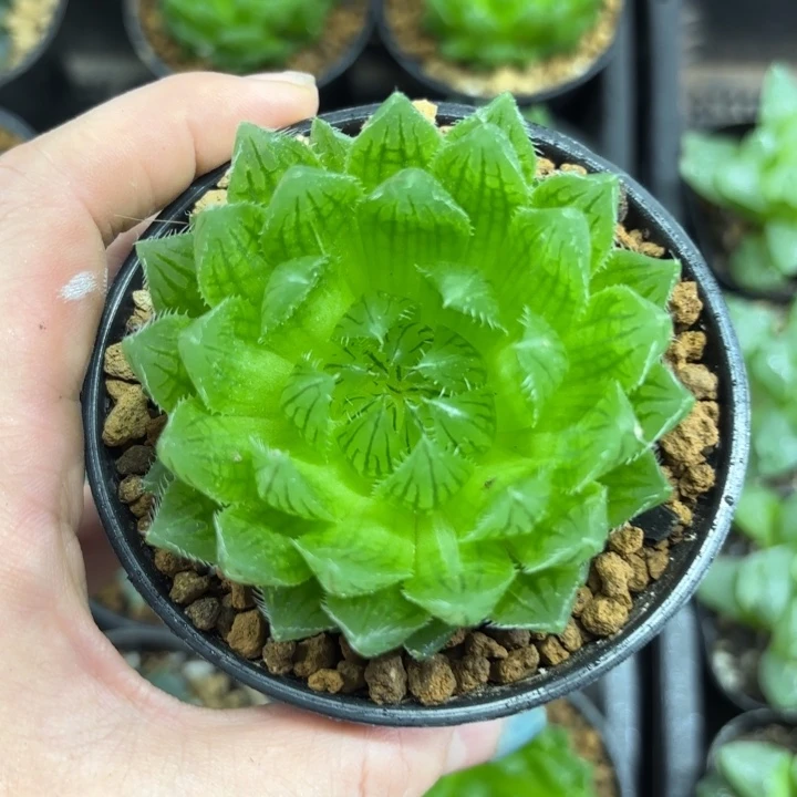 母本樱水晶多肉植物