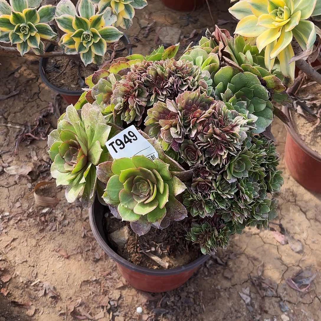 跳**?949玫瑰朵朵多肉植物