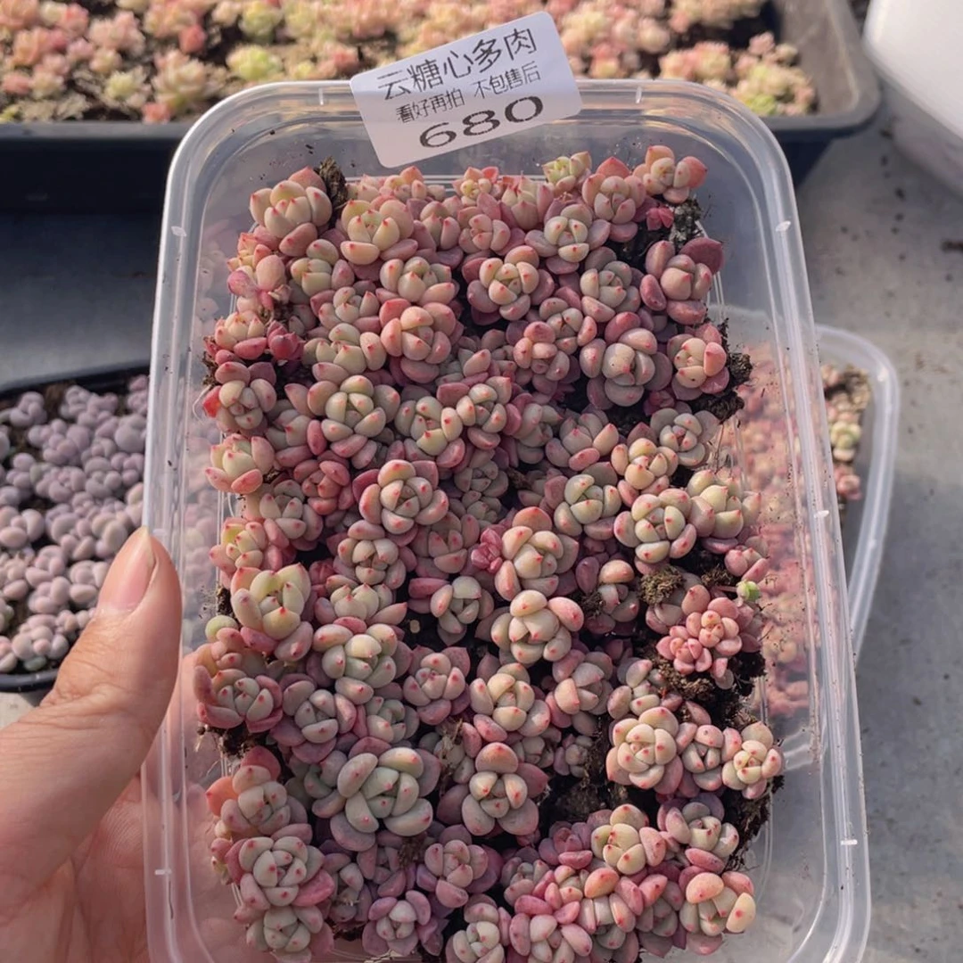 云糖心多肉植物680