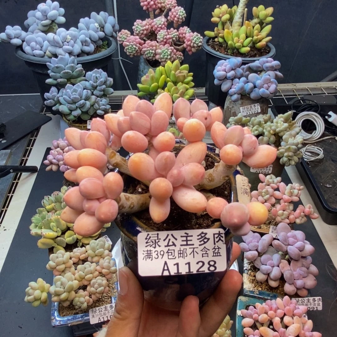 128香水手指奶多肉7c m
