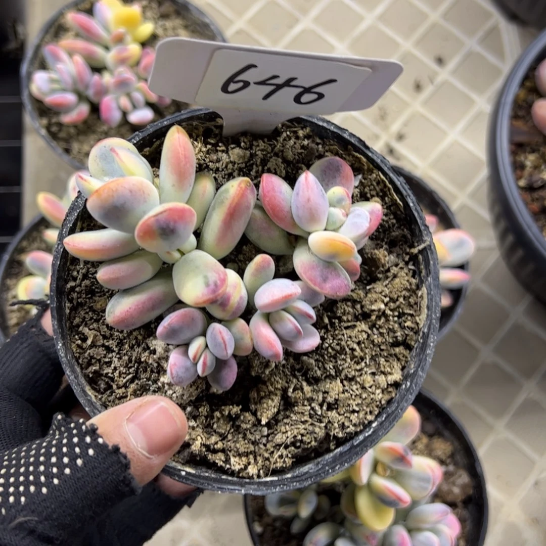 红陶莲*646号多肉植物