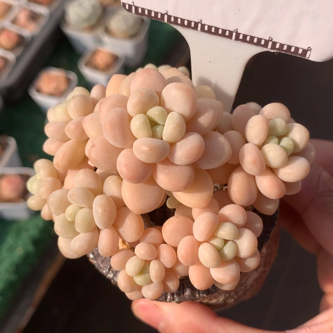 洛可可自然群58包邮