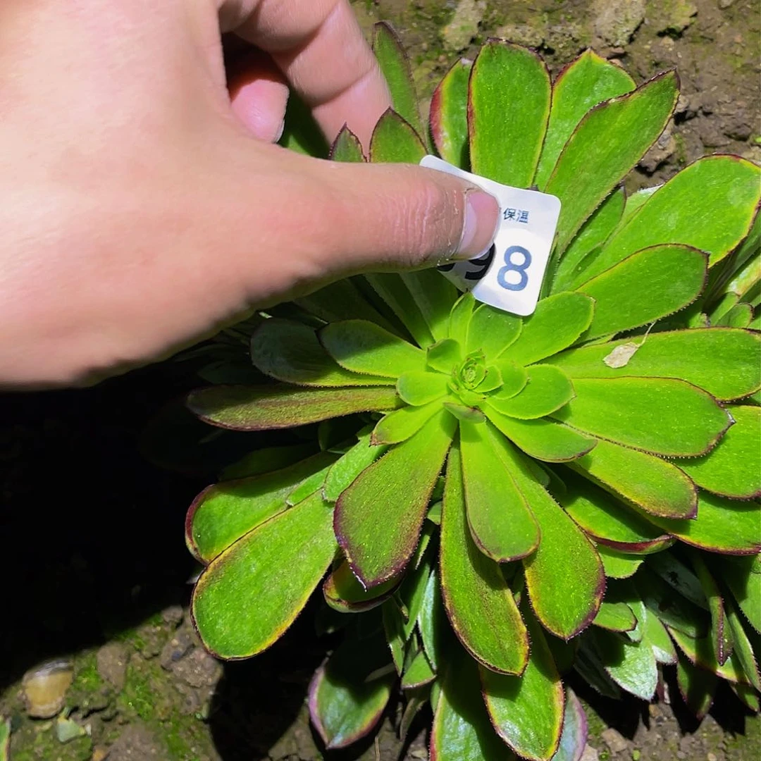 3398斑斓多肉植物