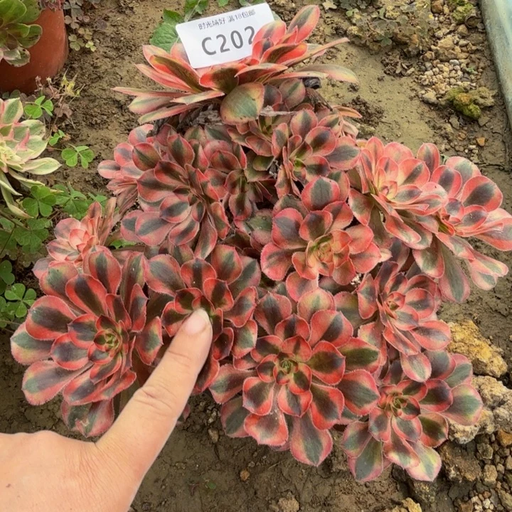 202初恋 多肉植物