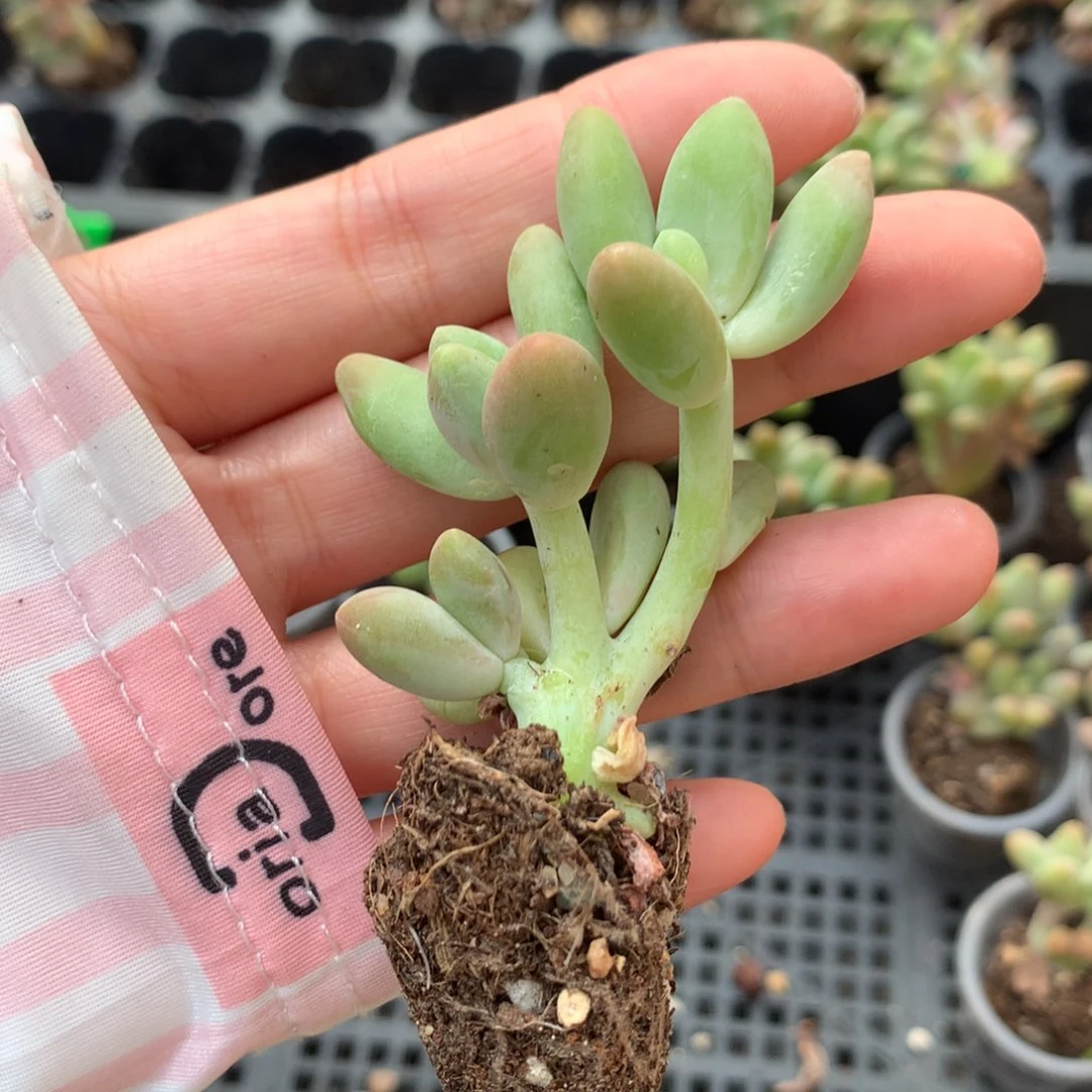 芒果奶芒果奶哈哈哈哈